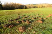 Molshopen in een grasland