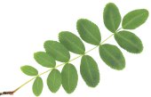 Sorbus hupehensis