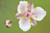 Zwanenbloem