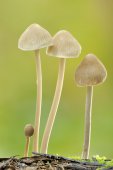 Mycena