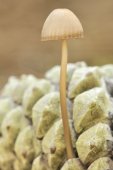 Mycena op denappel