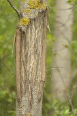 Wildschade door herten