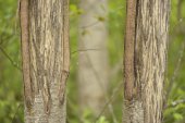 Wildschade door herten