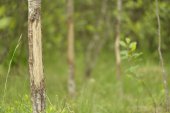 Wildschade door herten