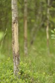 Wildschade door herten