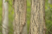 Wildschade door herten