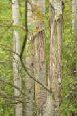 Wildschade door herten