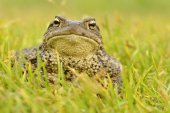 Gewone pad in het gras