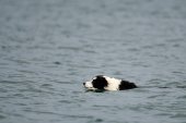 Zwemmende Bordercollie