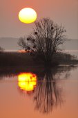 Lac du Der bij zonsopgang