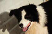 Bordercollie