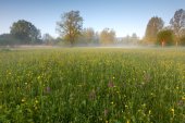 Orchideeënweide bij zonsopgang