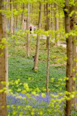 Hallerbos in de lente