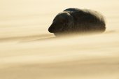 Grijze zeehond in zandstorm