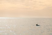 Indische griend