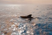 Indische griend