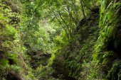 Laurierbos in Los Tilos