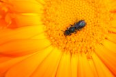 Bijtje op Goudsbloem