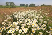 Margrieten in het Rosdel