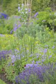 Border met Verbena bonariensis 