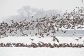 Kolganzen in besneeuwd boerenland