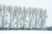Kolganzen in besneeuwd boerenland