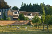 Begraasde boomgaard