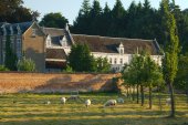Begraasde boomgaard