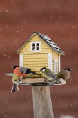 Vogels bij een voerhuisje