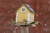 Vogels bij een voerhuisje