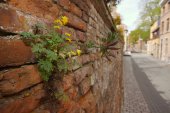 Gele helmbloem op een stadsmuur