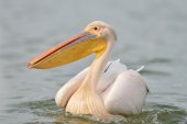 Witte pelikaan