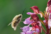 Wolzwever op purperorchis