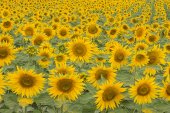 Veld Zonnebloemen