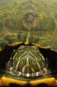 Frontale roodwangschildpad