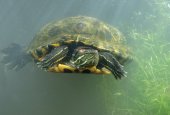 Zwemmende roodwangschildpad