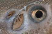 Oog van sterlet