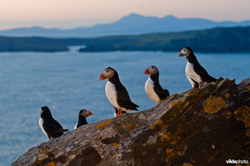 Papegaaiduikers op Puffin Island - vóór de nertsen kwamen