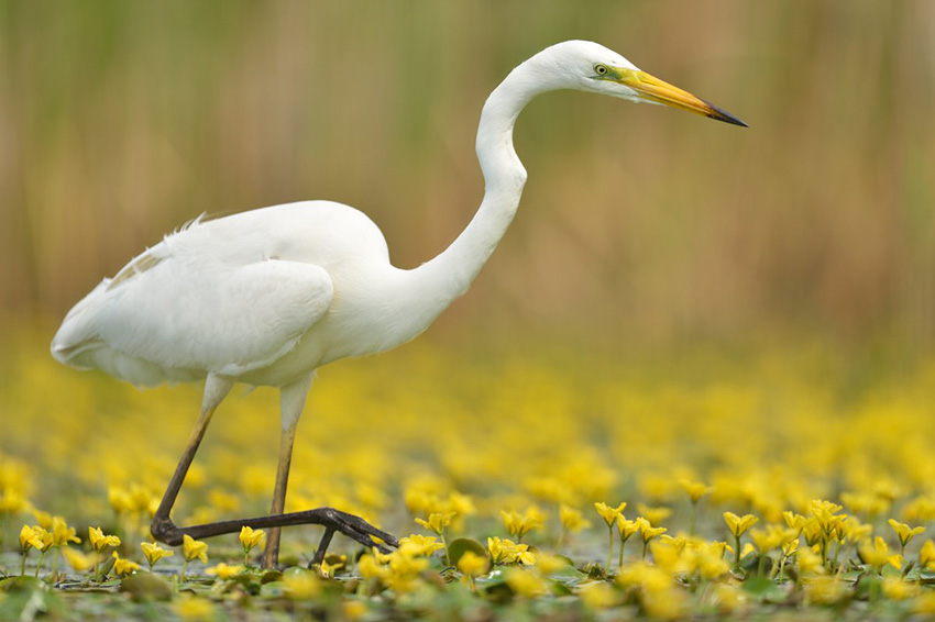 Grote Zilverreiger tussen Watergentiaan