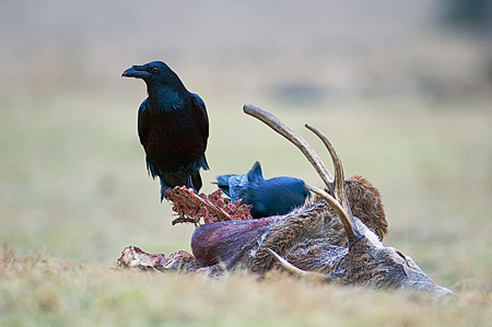 Raven rond het karkas van een edelhert