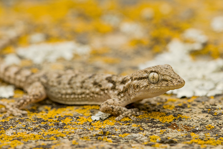Gekko op korstmossen