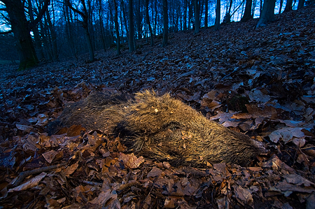 Gestorven zwijn