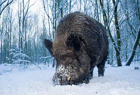 Wild Zwijn in de sneeuw