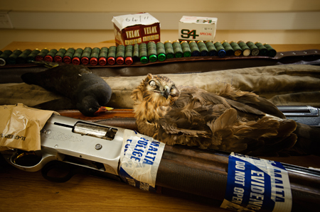 Confiscated shotguns, birds and ammunition