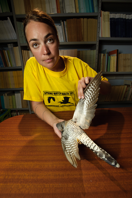 BirdLife volunteer shows a cuckoo that has been shot