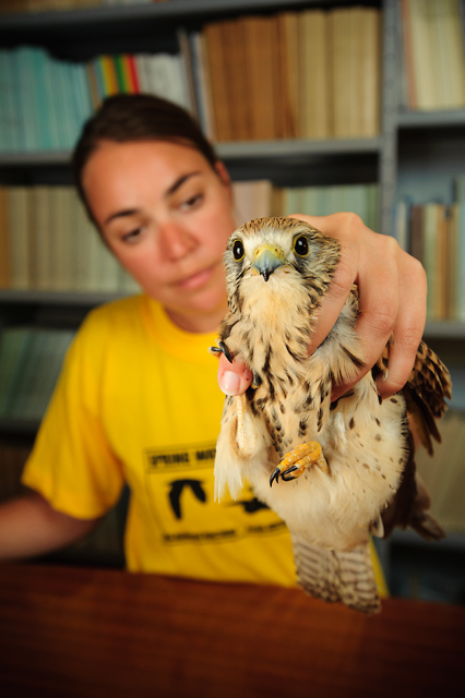 Kestrel with shotgun injuries