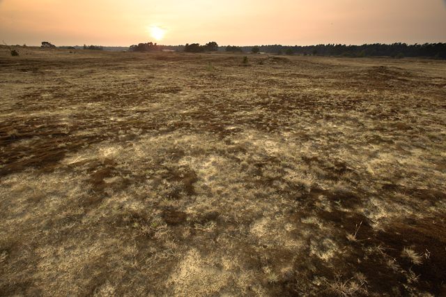 Zandverstuivingslandschap Kootwijkerzand