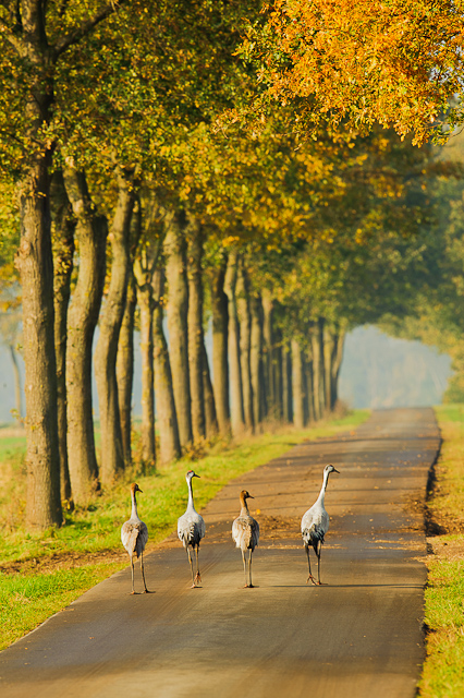 Kraanvogels op trek