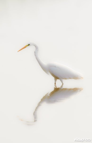 Grote zilverreiger