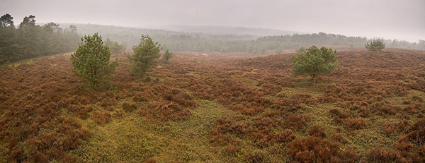 Schotse heide Veluwezoom